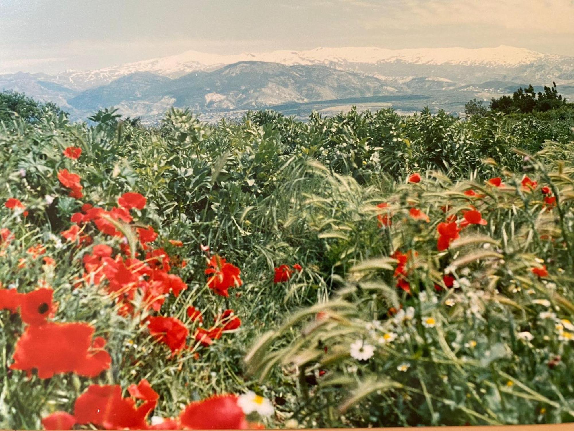 Encantador Cortijo La Emiliana A 5 Minutos Del Centro Churriana de la Vega Εξωτερικό φωτογραφία